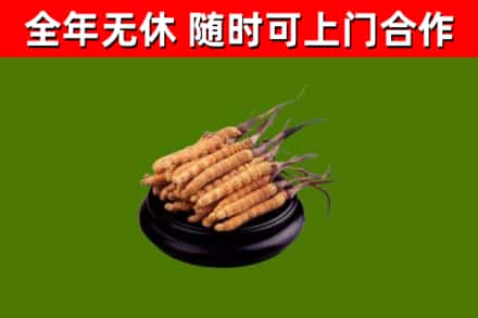 沈丘县回收冬虫夏草